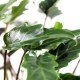 Philodendron Selloum(OFH-019)
