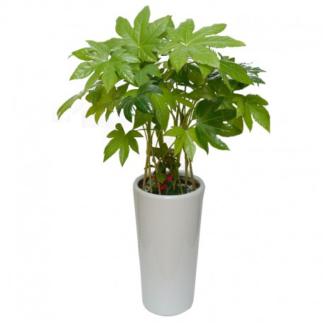 Fatsia (OFH-025)