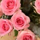 Rose & Rose (40301421)