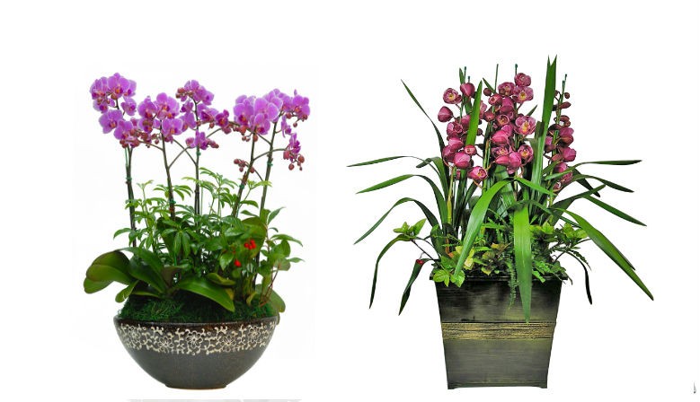 Orchid for valuable gift for any occasions. 